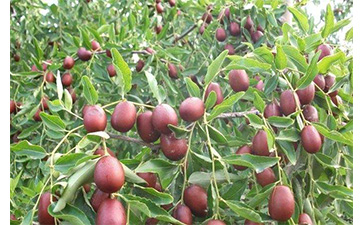 農產品為什么要做防偽溯源？